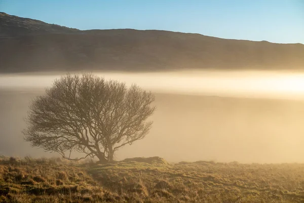 Beautiful lonely tree in the fog in County Donegal - Ireland — Stock Photo, Image