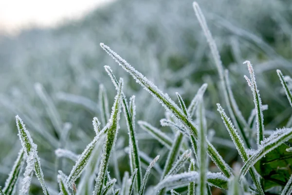 Nahaufnahme von Graspflanzen im Morgenfrost — Stockfoto