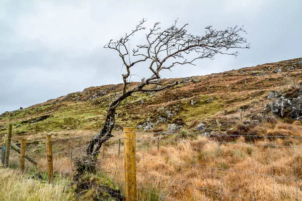 Старое и совершенно сухое дерево, стоящее в поле — стоковое фото