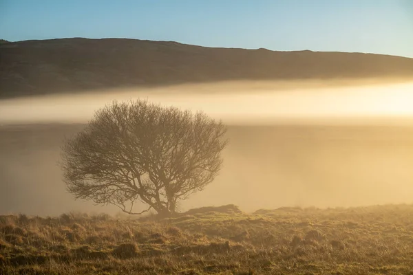 Hermoso árbol solitario en la niebla en el Condado de Donegal - Irlanda — Foto de Stock