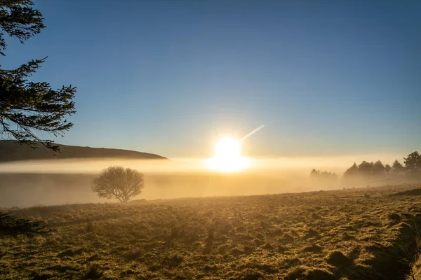 Hermoso árbol solitario en la niebla en el Condado de Donegal - Irlanda — Foto de Stock