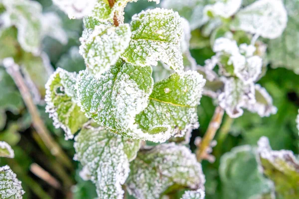 Minzblätter werden an einem kalten Wintermorgen mit gefrorenem Tau gekippt. — Stockfoto