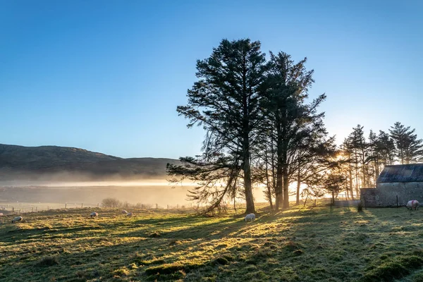 Beautiful trees in the fog in County Donegal - Ireland — Stock Photo, Image