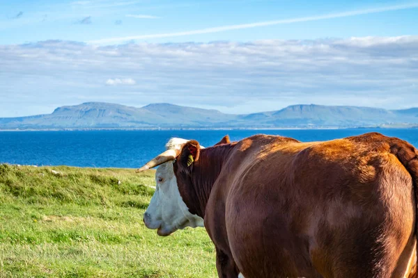 Vaca en St Johns Point en el Condado DOnegal - Irlanda — Foto de Stock