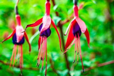 Donegal İlçesi 'nde yetişen Fuchsia kır çiçeği - İrlanda