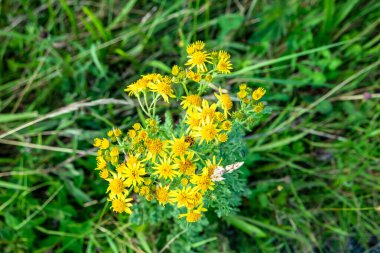 Yapışkan Groundsel, Senecio viscosus, County Donegal - İrlanda 'da çayırlarda yetişiyor.