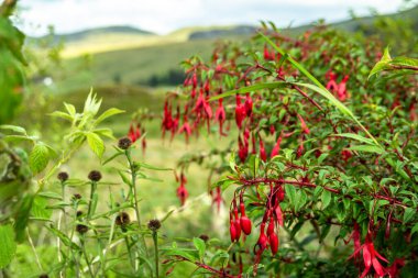 Orman Çiçeği Fuchsia County Donegal - İrlanda 'da yetişiyor.