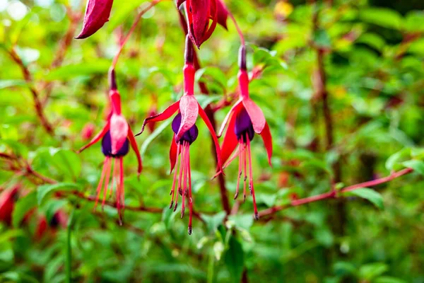 Coltivazione di fiori selvatici fucsia nella contea di Donegal - Irlanda — Foto Stock