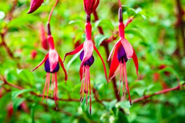 Donegal İlçesi 'nde yetişen Fuchsia kır çiçeği - İrlanda