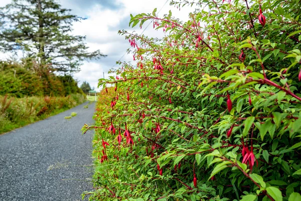 Fuchsia dzikie kwiaty rosnące w hrabstwie Donegal - Irlandia — Zdjęcie stockowe