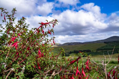 Orman Çiçeği Fuchsia County Donegal - İrlanda 'da yetişiyor.