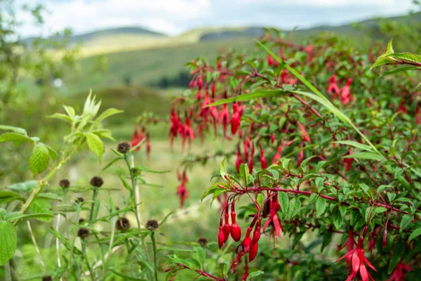 La fucsia dei fiori selvatici cresce nella contea di Donegal - Irlanda — Foto Stock