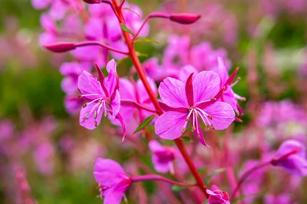 Rosebay Willowhern, Chamerion Angustifolium, in piena fioritura — Foto Stock
