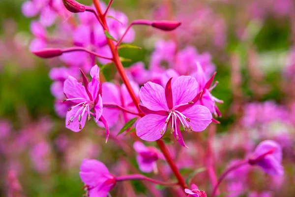 Rosebay Willowhern, Chamerion Angustifolium, in piena fioritura — Foto Stock