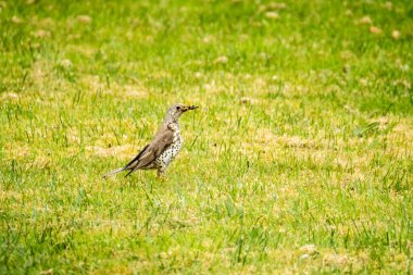 İrlanda 'nın Donegal ilçesinde bir çimenlikte solucan yakalayan Kerkenez..