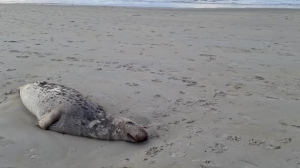 Dead seal on the beach in County Donegal - Ireland — Stock Video