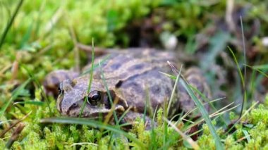 İrlanda 'da yeşil gras ve yosun arasında saklanan sıradan bir kurbağa, Rana temporaria.