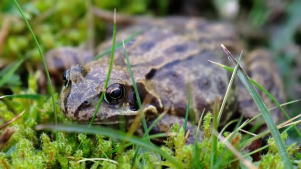 Een gewone kikker, Rana temporaria, verscholen tussen de groene gras en mos in Ierland — Stockvideo