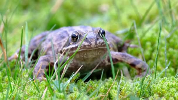 Una rana común, Rana temporaria, escondida entre el verde gras y el musgo en Irlanda — Vídeo de stock