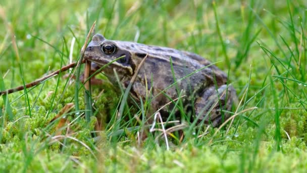 Una rana comune, Rana temporaria, nascosta tra il gras verde e il muschio in Irlanda — Video Stock