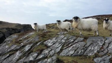 Donegal, İrlanda 'da Dawros sahilinde koyunlar.