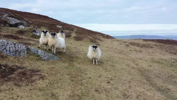 Ovejas en la costa de Dawros, Condado de Donegal, Irlanda — Vídeo de stock