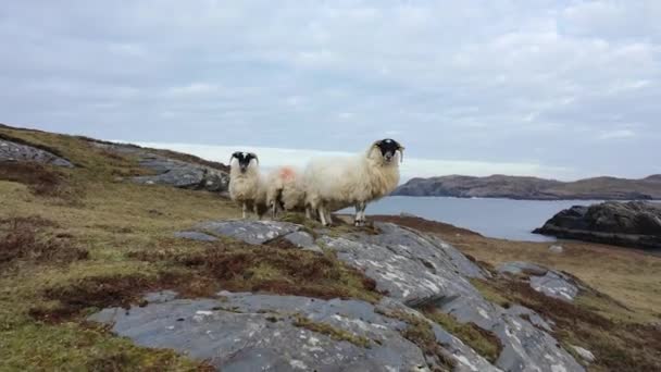 Juh a tengerparton Dawros megyében Donegal - Írország — Stock videók