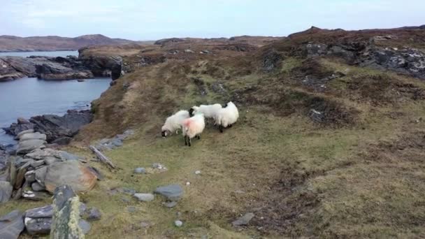 Donegal, İrlanda 'da Dawros sahilinde koyunlar. — Stok video