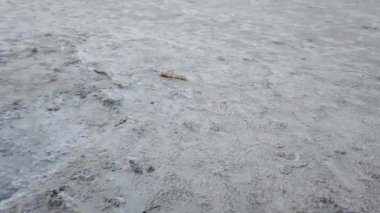 Ölü fok Portnoo 'daki Narin sahilinde yatıyor. Donegal ilçesi, İrlanda..
