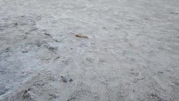 아일랜드 포트노이 돈갈에 있는 나린 해변에 놓여 있는 죽은 물범. — 비디오