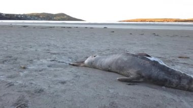 Ölü fok Portnoo 'daki Narin sahilinde yatıyor. Donegal ilçesi, İrlanda..