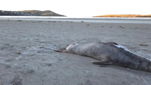 Sigillo morto sdraiato sulla spiaggia di Narin da Portnoo - Contea di Donegal, Irlanda. — Video Stock