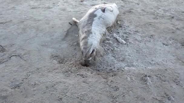 Selo morto deitado na praia de Narin por Portnoo County Donegal, Irlanda. — Vídeo de Stock