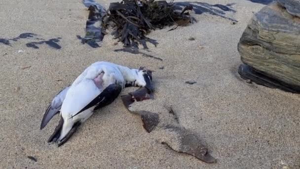 Död fågel liggande på stranden Narin vid Portnoo - County Donegal, Irland. — Stockvideo