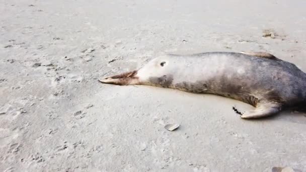 Selo morto deitado na praia de Narin por Portnoo County Donegal, Irlanda. — Vídeo de Stock