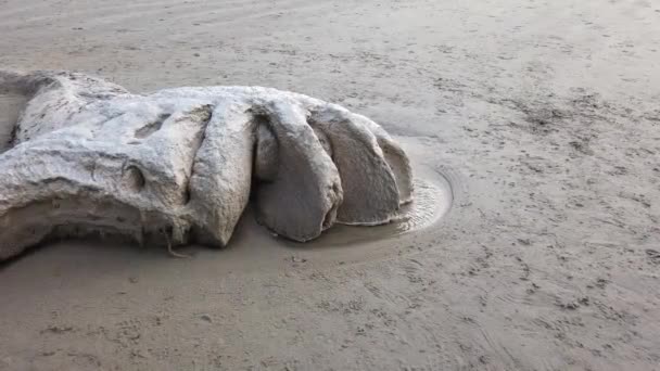 Martwy wieloryb leży na plaży Narin koło Portnoo - County Donegal, Irlandia. — Wideo stockowe