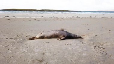 Ölü fok Portnoo 'daki Narin sahilinde yatıyor. Donegal ilçesi, İrlanda..