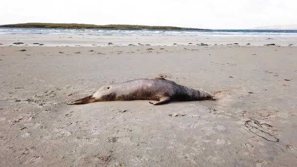 Tote Robbe liegt am Strand von Narin bei Portnoo - County Donegal, Irland. — Stockvideo