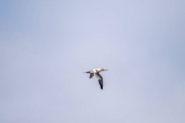 Sümsük kuşu - Donegal İlçesi - İrlanda Cumhuriyeti