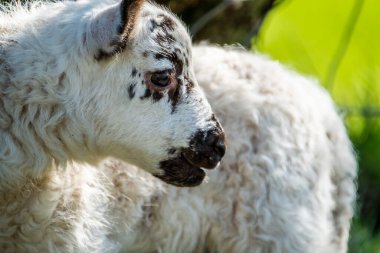 Yeni doğmuş şirin kuzu İrlanda 'da güneşin tadını çıkarıyor.