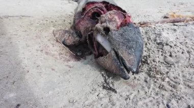 Ölü yunus Portnoo 'daki Narin sahilinde yatıyor. Donegal ilçesi, İrlanda..