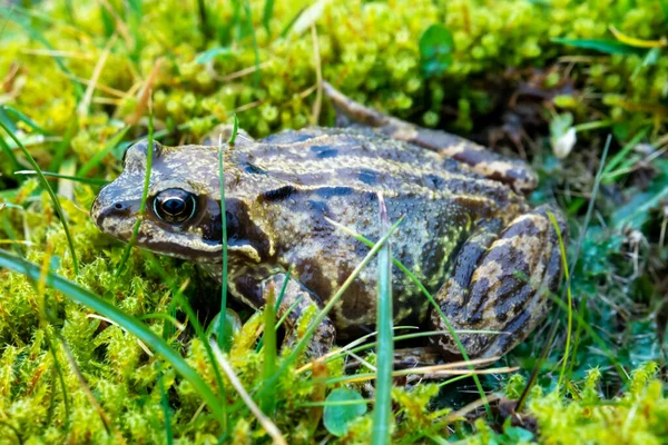 A common frog, Rana temporaria, hiding between the green gras and moss in Ireland. — Stock Photo, Image
