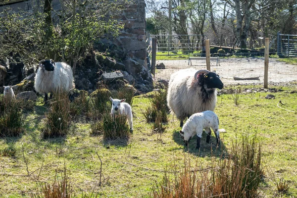 Caramelo irlandés con cordero pequeño en el Condado de Donegal - Irlanda — Foto de Stock