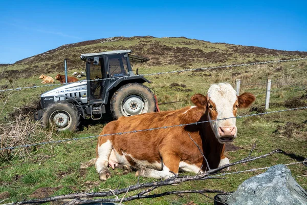 Donegal, Irlanda - 03 de abril de 2021: Vaca parda descansando en el campo detrás del alambre de púas en Irlanda — Foto de Stock