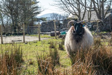 İrlanda koçu ve küçük kuzusu County Donegal - İrlanda