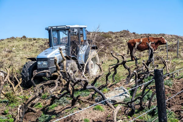 DONEGAL, IRLANDA - 03 DE ABRIL DE 2021: Vacas pardas descansando en el campo detrás del alambre de púas en Irlanda — Foto de Stock