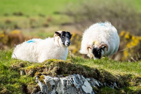 Una familia de ovejas de cara negra en un campo en el Condado de Donegal - Irlanda — Foto de Stock