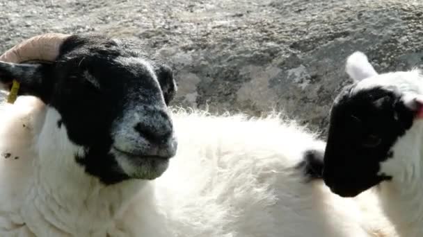 Uma família de ovelhas blackface em um campo no Condado de Donegal - Irlanda — Vídeo de Stock