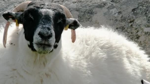 Ένα μαύρο πρόβατο μασάει σε ένα χωράφι στο County Donegal - Ιρλανδία — Αρχείο Βίντεο