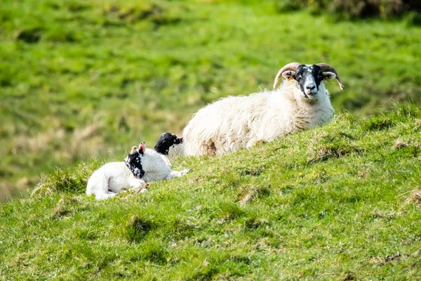 En fårfamilj med svarta ansikten på ett fält i grevskapet Donegal - Irland — Stockfoto